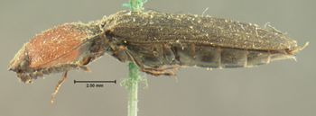 Media type: image;   Entomology 2547 Aspect: habitus lateral view